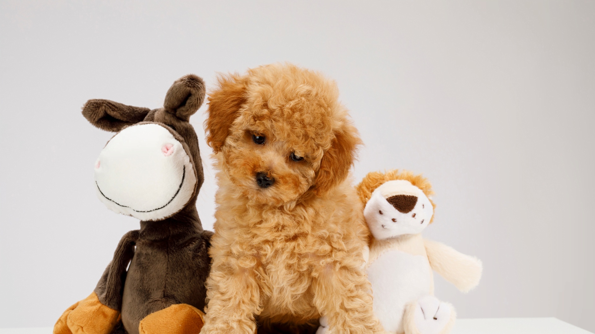 Toy Poodle Hakkında Bilmeniz Gerekenler 