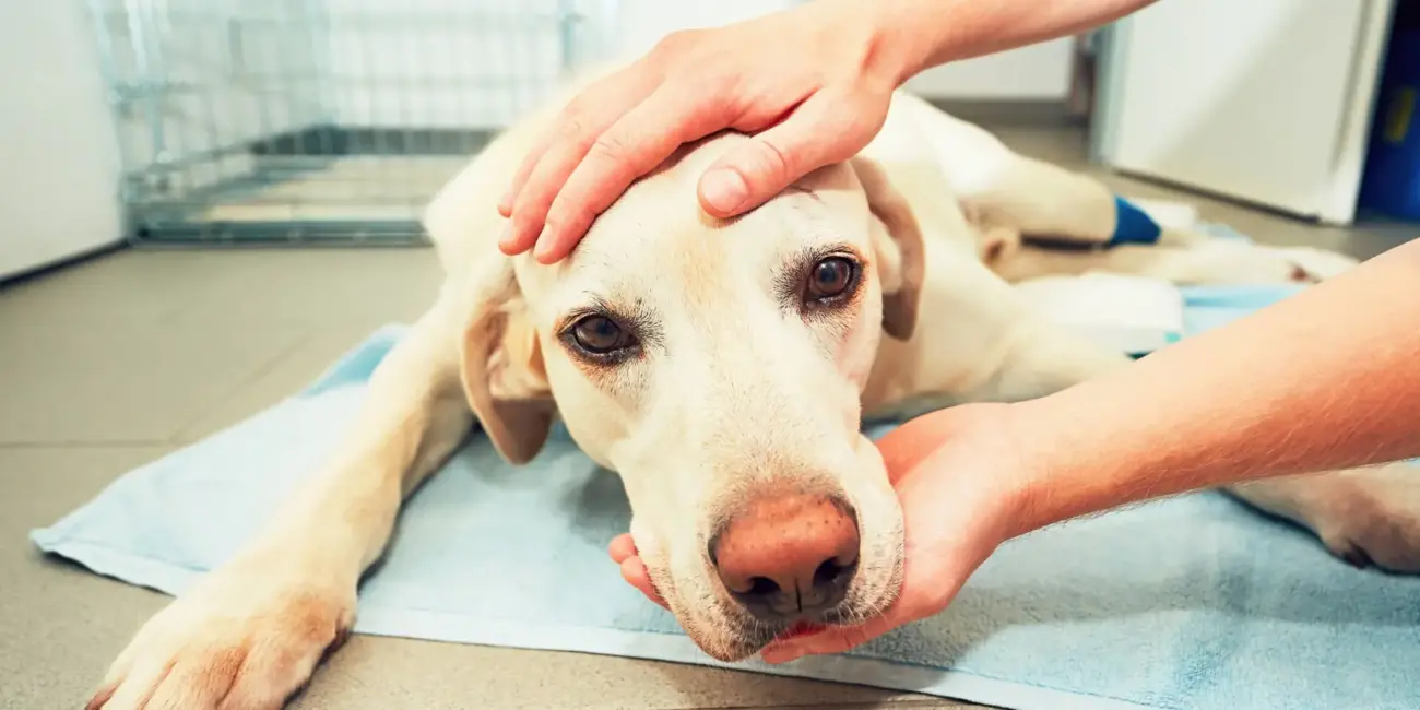 Köpeklerde Raşitizm Hastalığı: Belirtileri ve Tedavisi