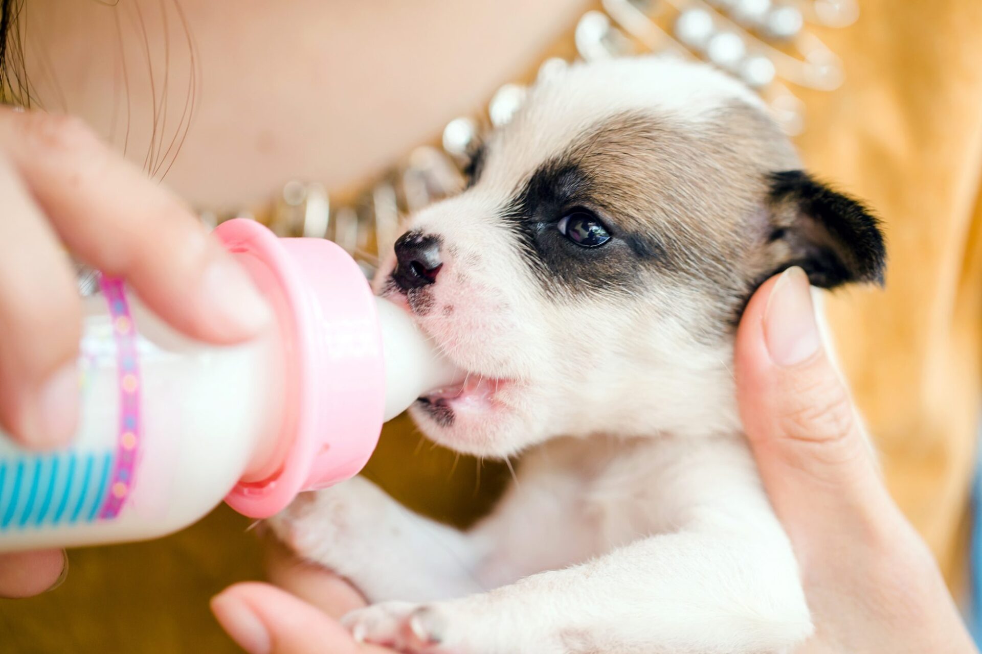 yavru köpeklerin süt içme durumu